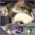 /album/padreadores-e-matrizes/bebel-2-jpg/